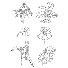 Транспарентни печати - ливадски цвеќиња